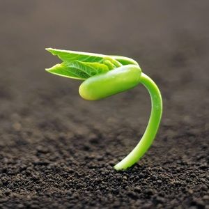 Meet your Posher, El